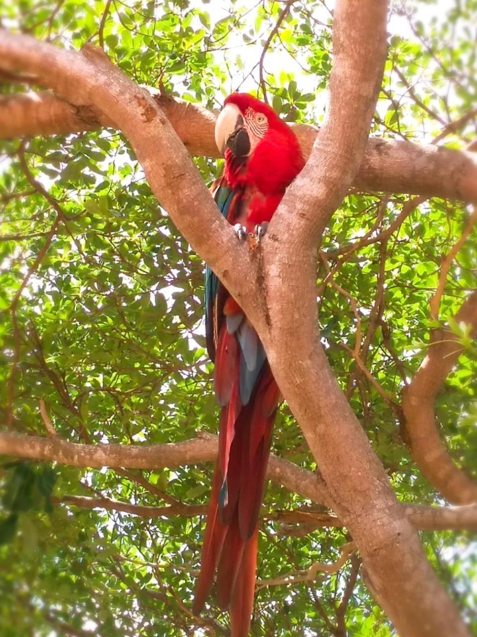 Pousada Rancho Das Dunas Santo Amaro do Maranhao エクステリア 写真